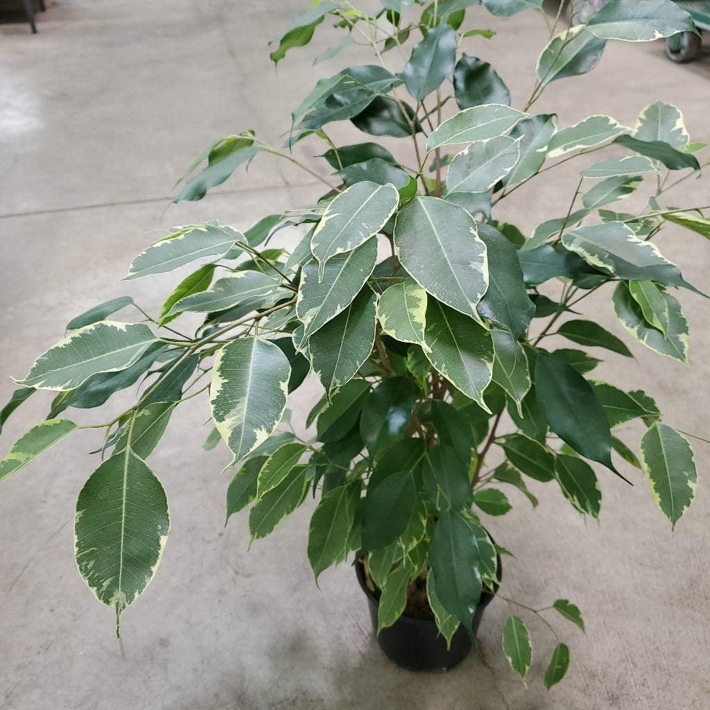 Ficus benjamina variegata  - bush