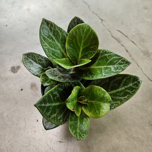 Crassula multicava 'Red Luna - 2"