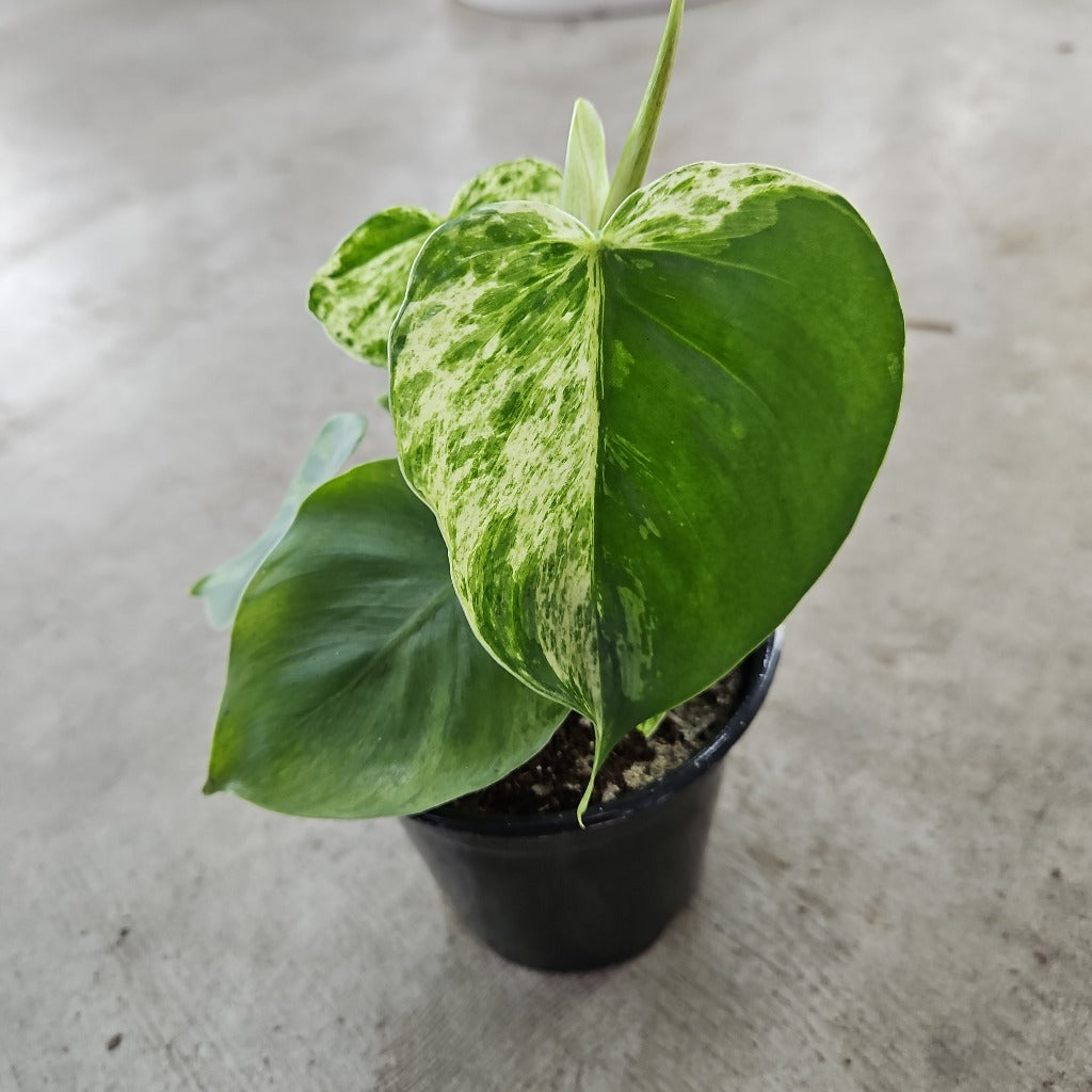 Philodendron hederaceum variegated - 4
