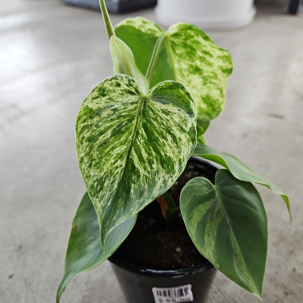 Philodendron hederaceum variegated - 6