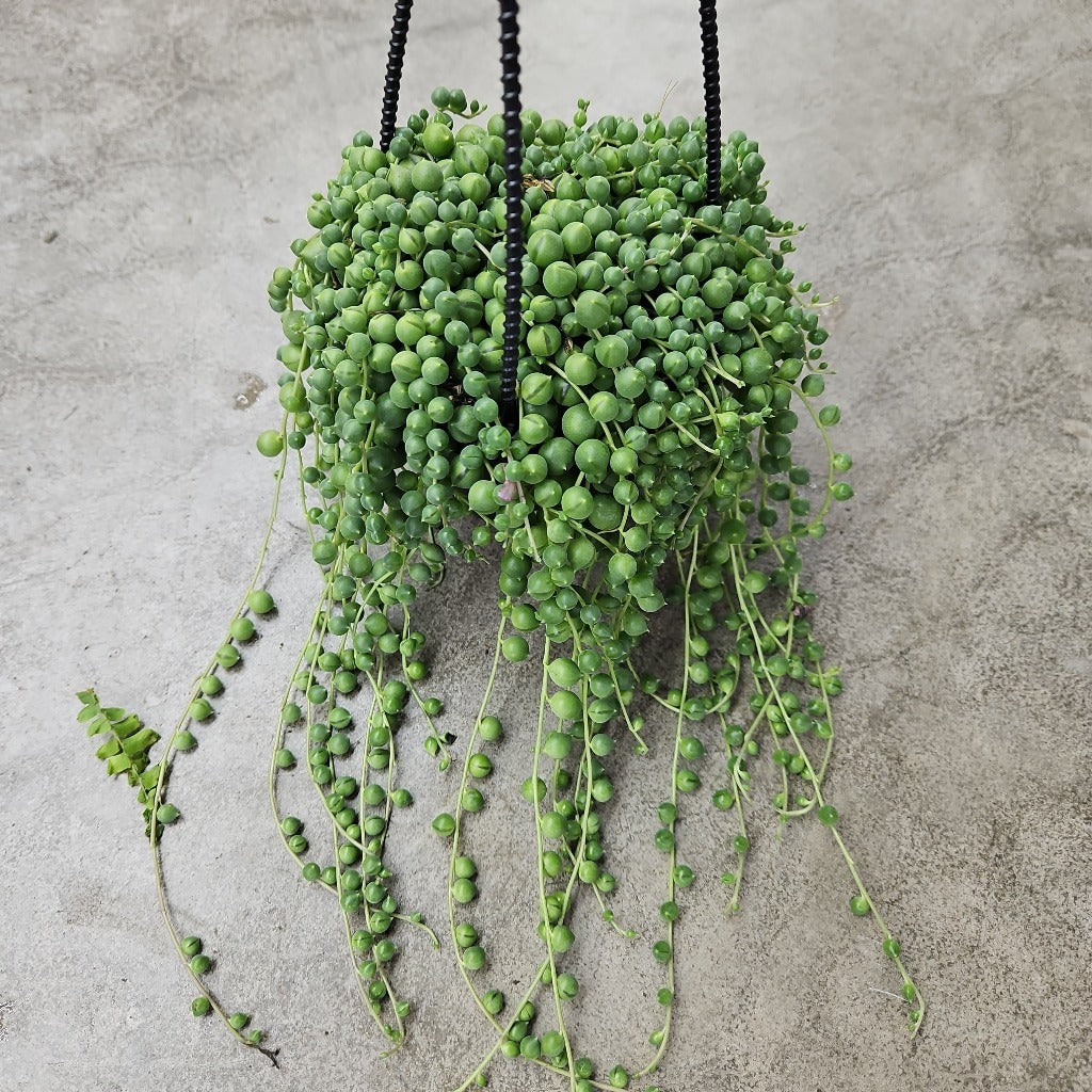 String of pearls - 4" HB