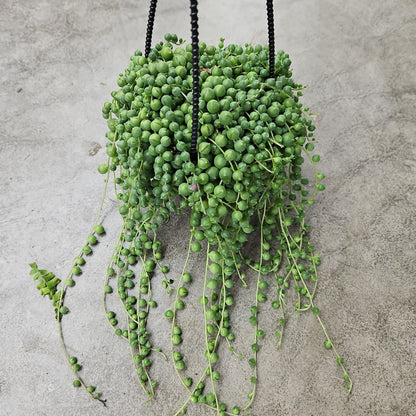 String of pearls - 4" HB