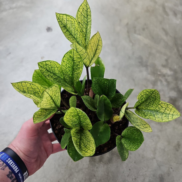 chameleon zz plant benefits Zamioculcas zamiifolia 'Chameleon'
