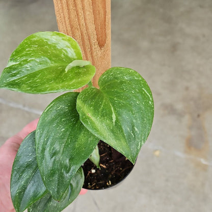 Scindapsus treubii 'Moonlight Speckled' - nodes