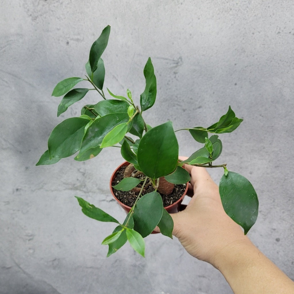 Ficus retusa - 4"