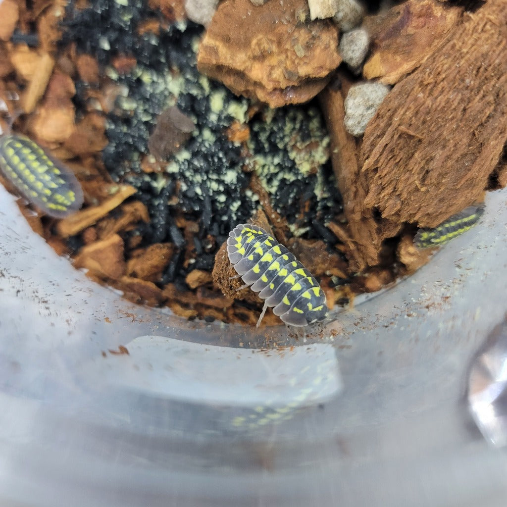 Armadillidium gestroi - isopod 5+ COUNT