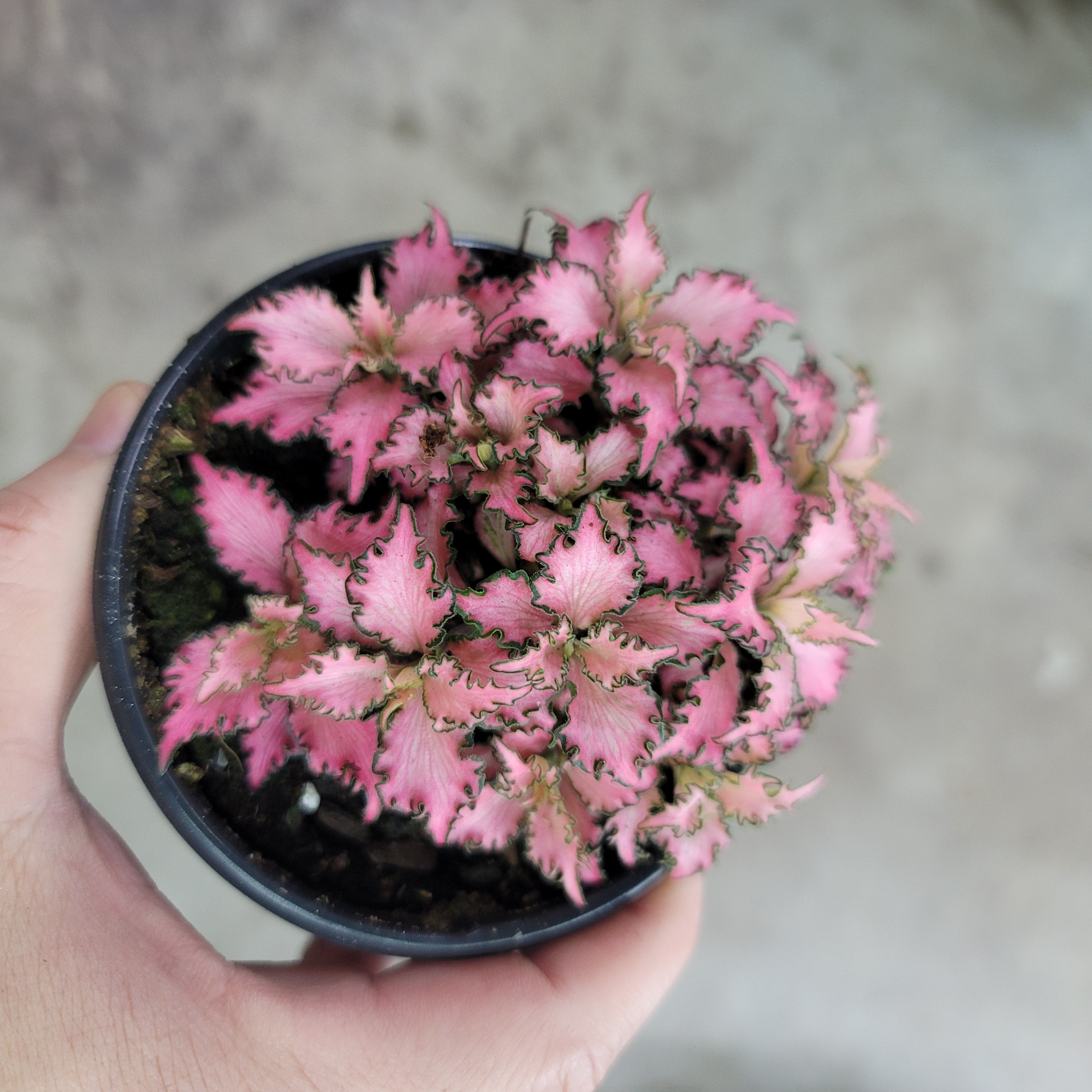 Fittonia albivenis 'Pink Forest Flame'	- 4