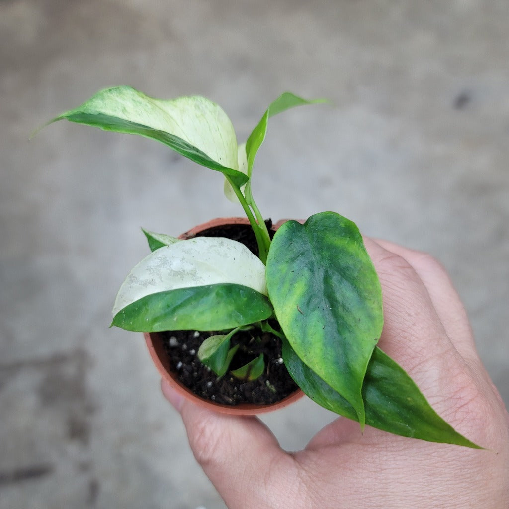 Rhaphidophora tetrasperma  'Albo-Variegata' - 2