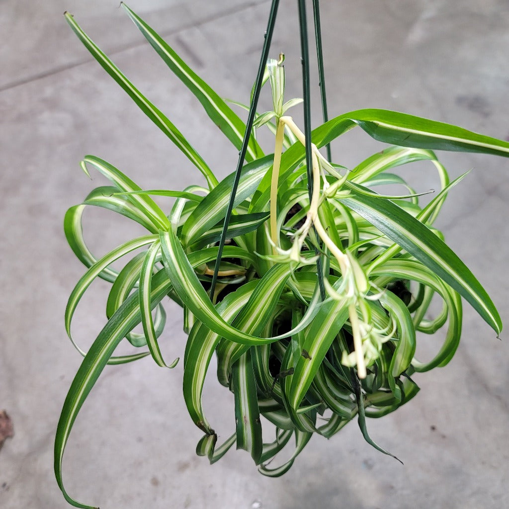 Trailing Peace HANGING / TRAILING PLANTS – Peace, Love & Happiness Club