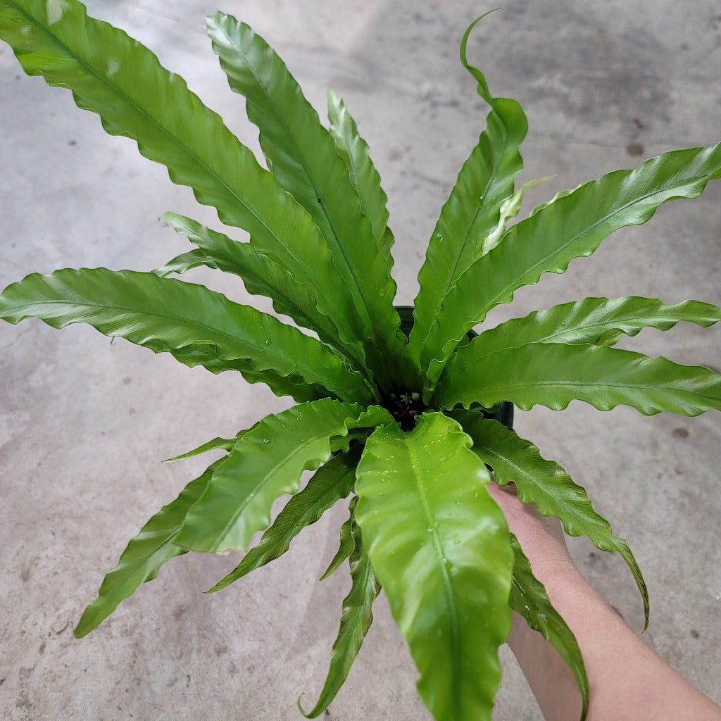 Asplenium antiquum 'Victoria' - 4