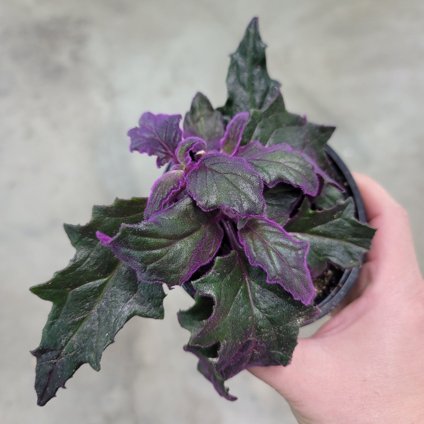 Gynura aurantiaca - 4" (rescue)