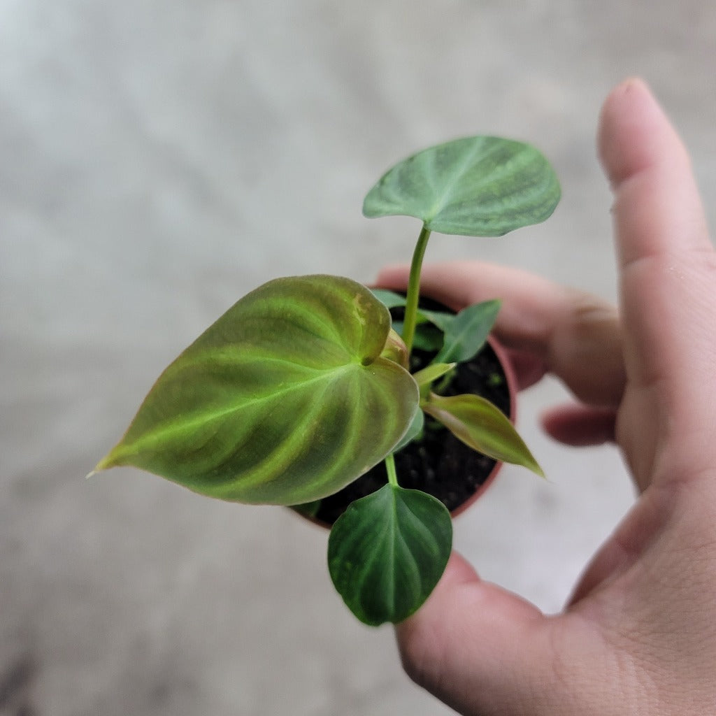 Philodendron verrucosum - 2"