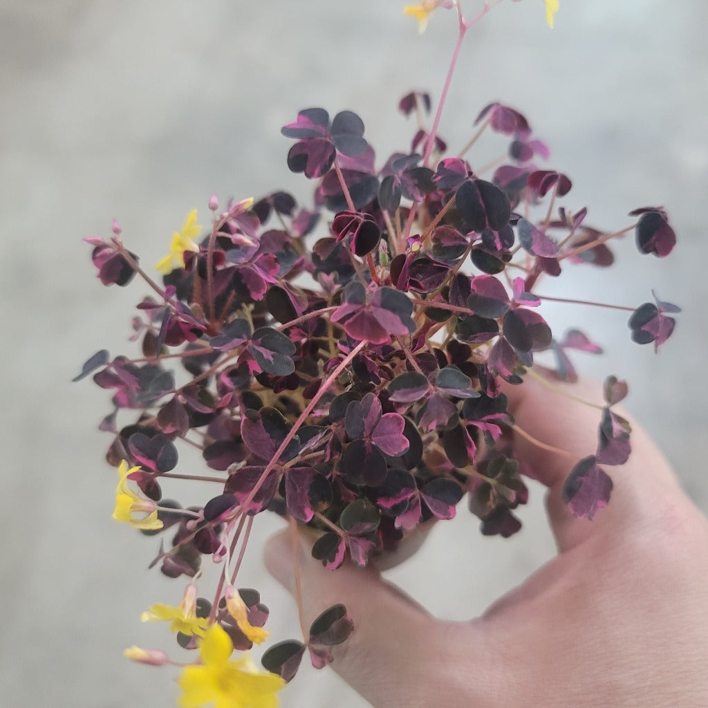 Oxalis 'Plum Crazy'- 2"