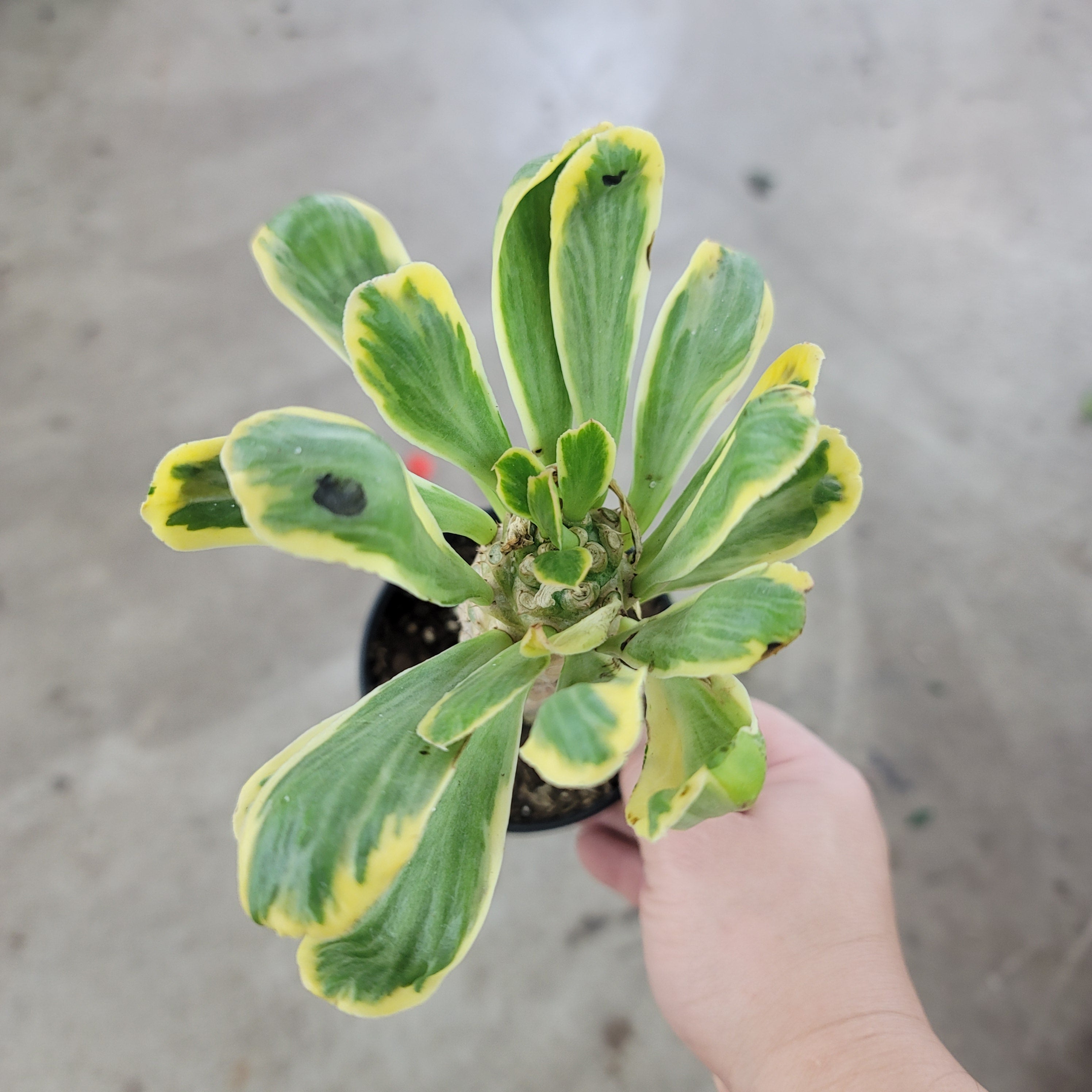 Euphorbia poissonii variegata - 4