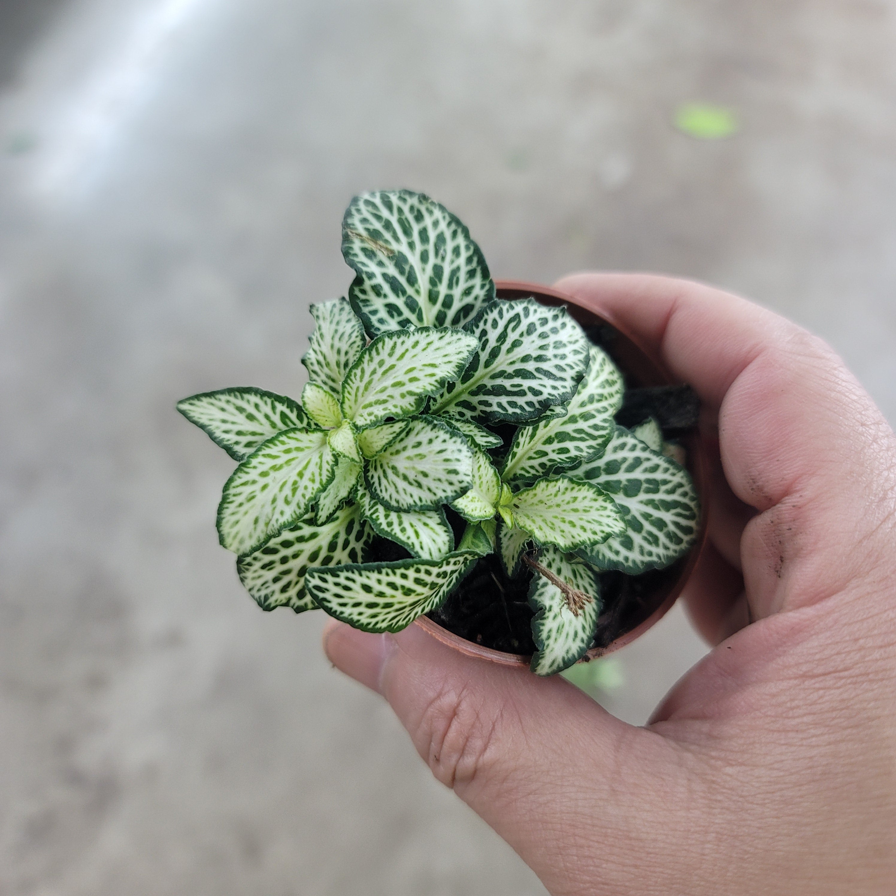 Fittonia 'Lovers' - 2
