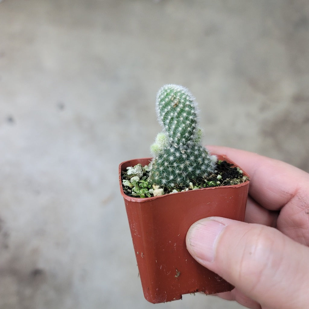 Opuntia microdasys - 2"