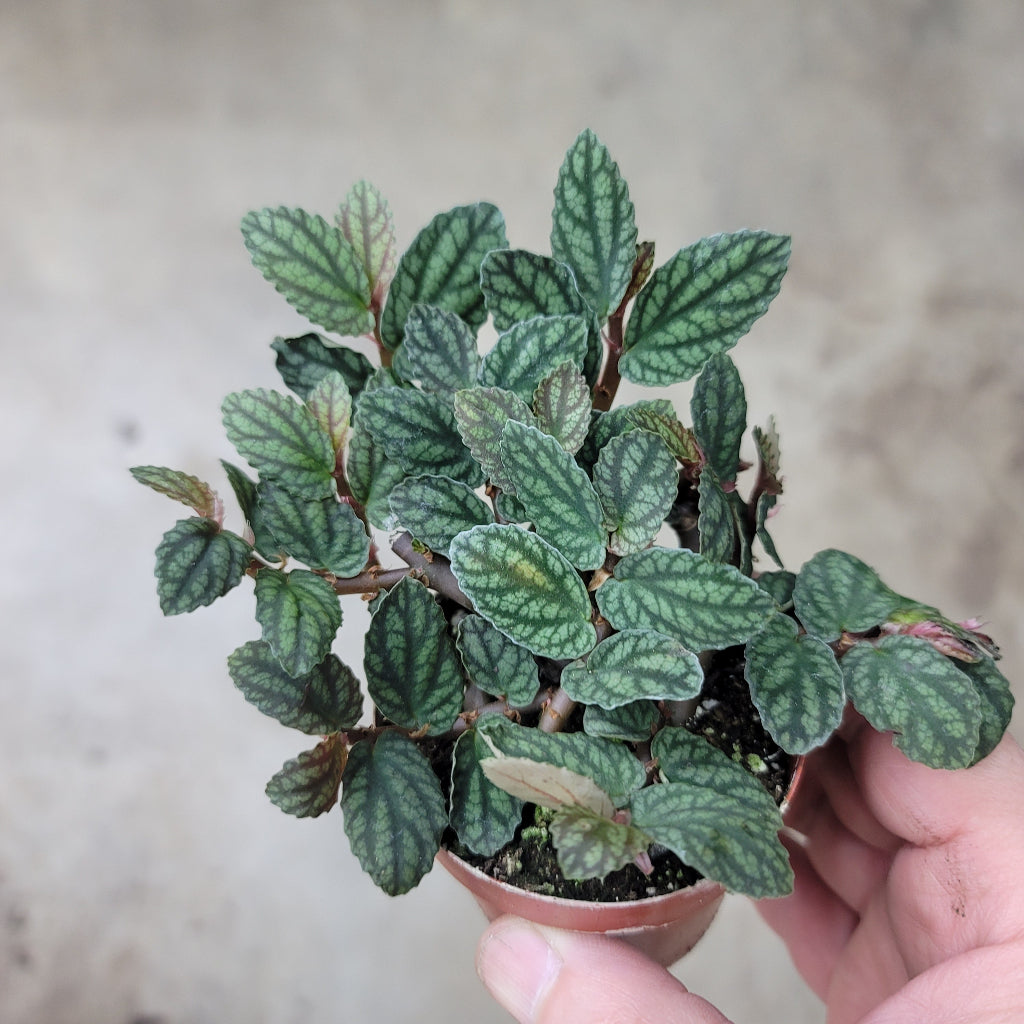 Pellionia pulchra - 3"