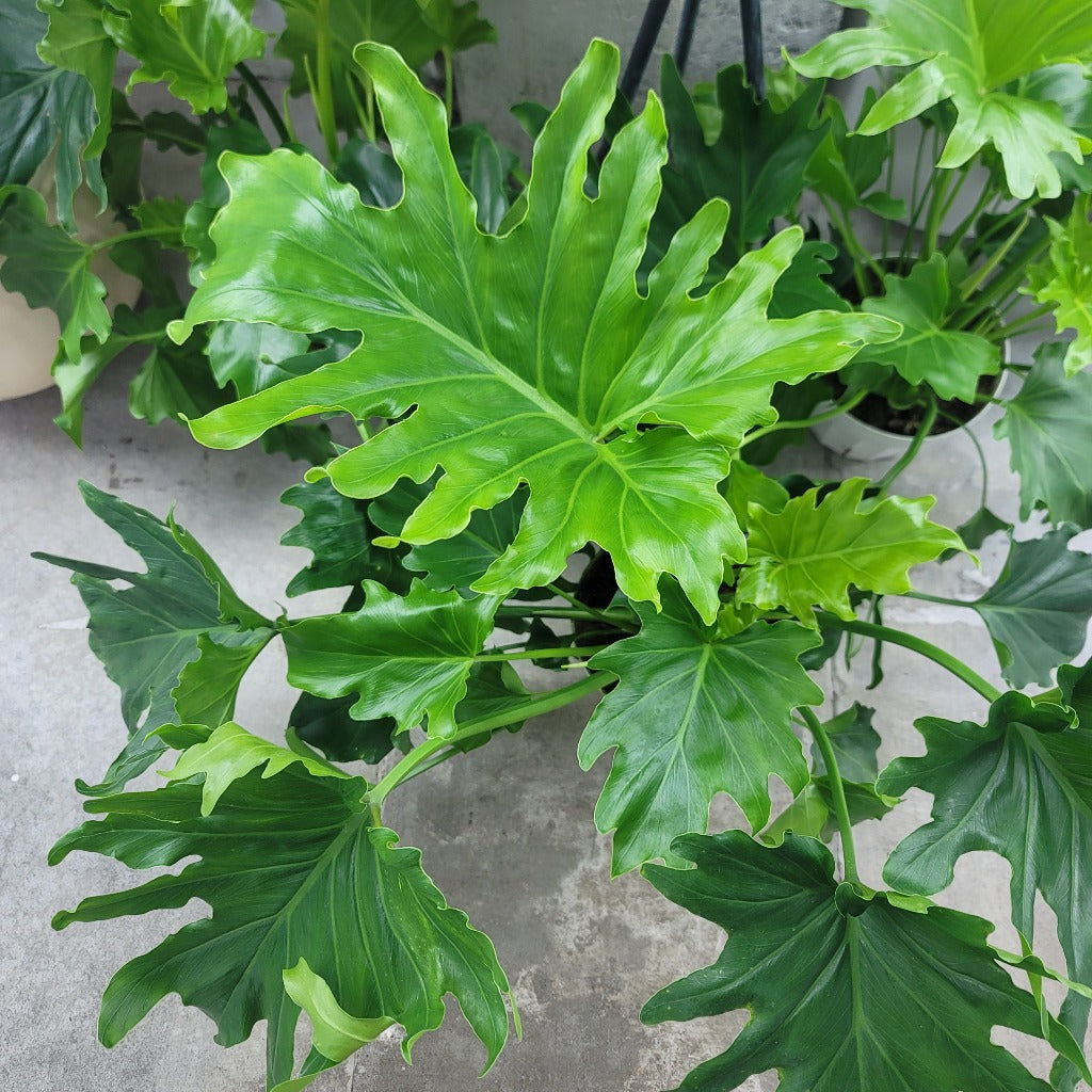 Thaumatophyllum bipinnatifidum - 6"