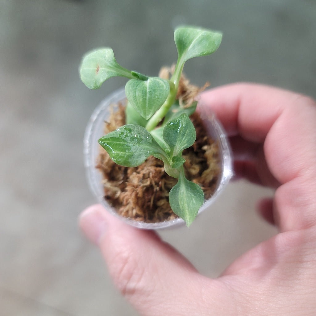 Goodyera schlechtendaliana 'variegata'