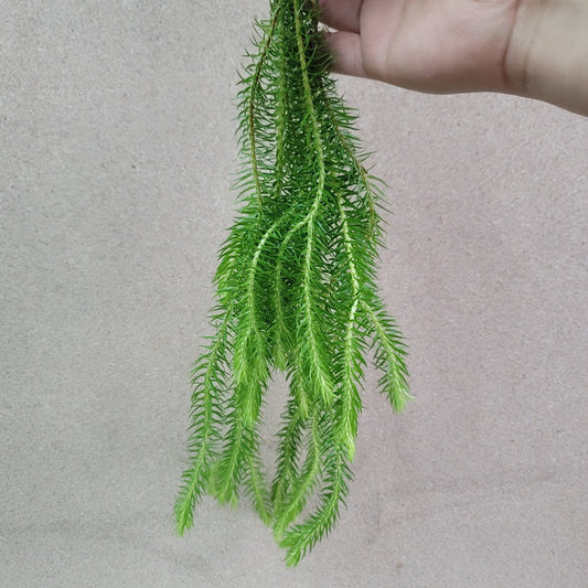 Huperzia squarrosa 'New Guinea' - 4"