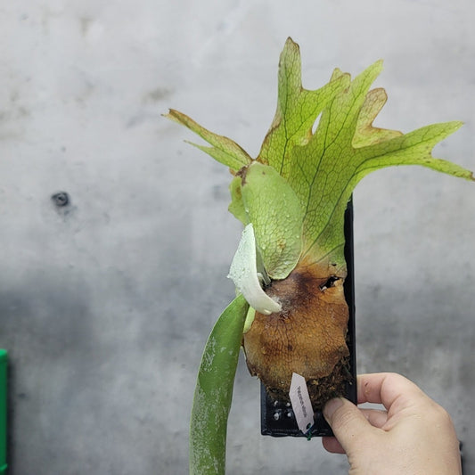 Platycerium assorted - mounted