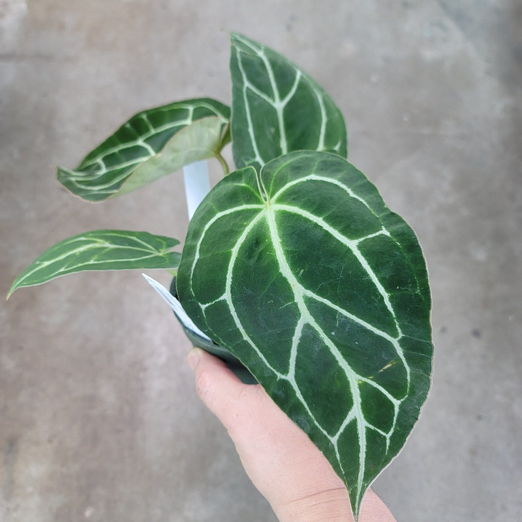 Anthurium crystallinum - 4"