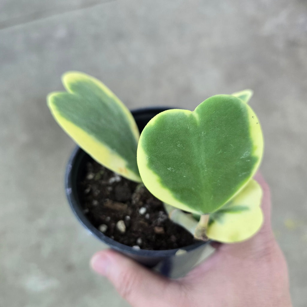 Hoya kerrii variegated - 4"