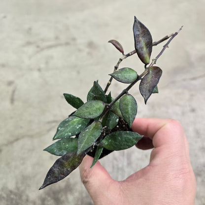 Hoya krohniana black - 4"