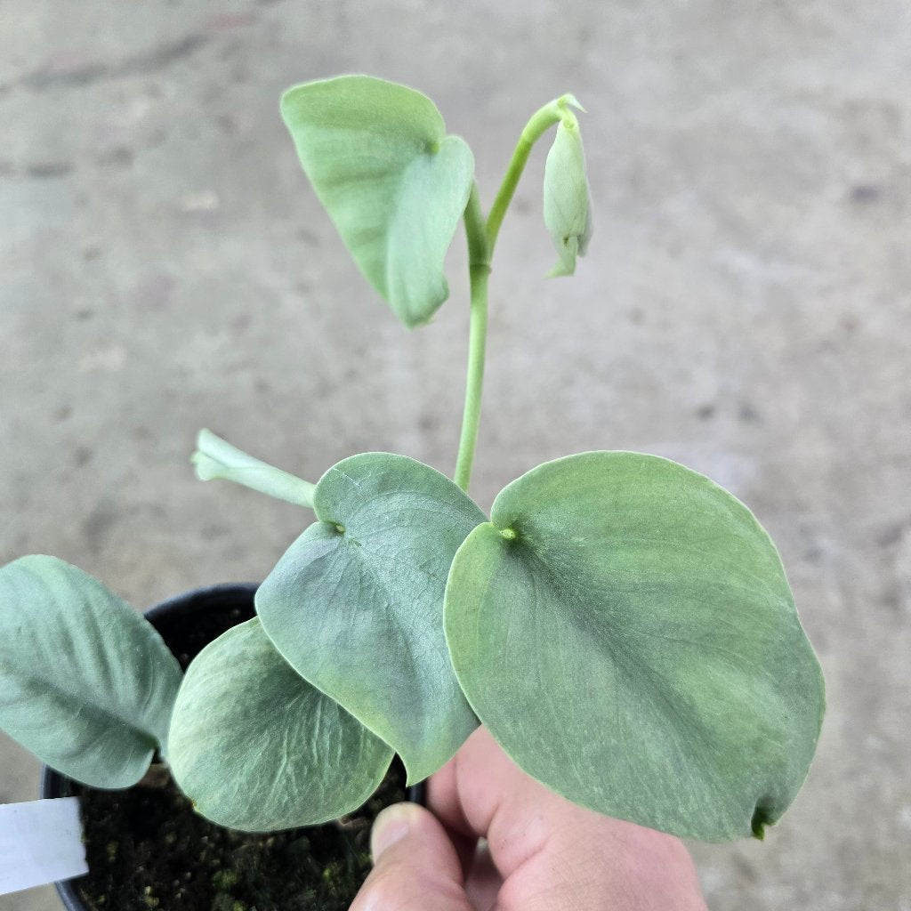 Scindapsus platinum - 4"