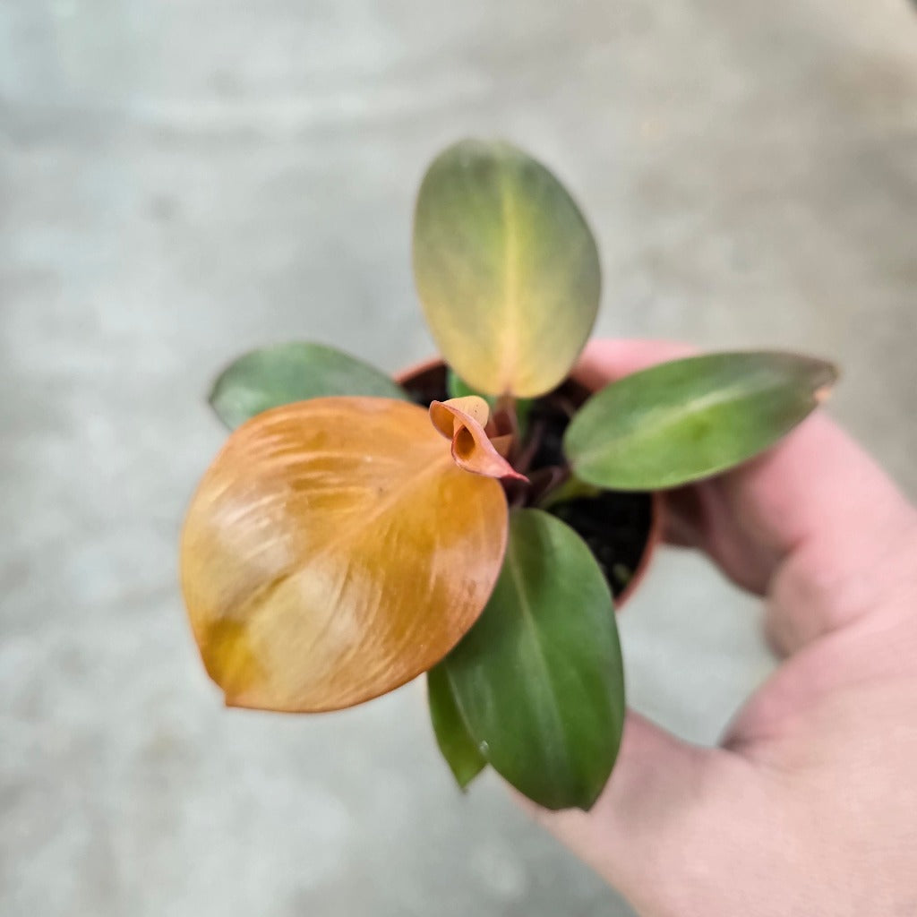 Philodendron 'Cherry Red' - 2"