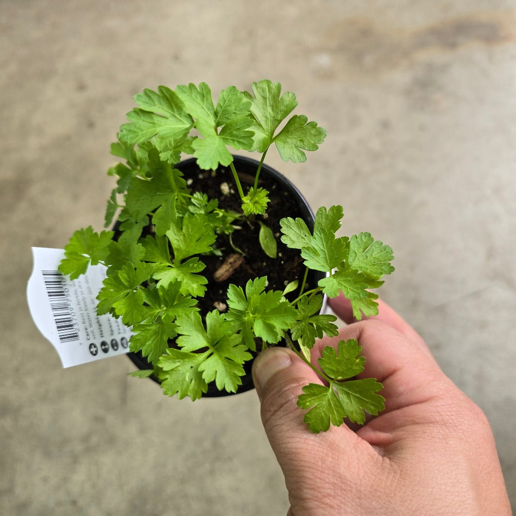 Herb - Parsley