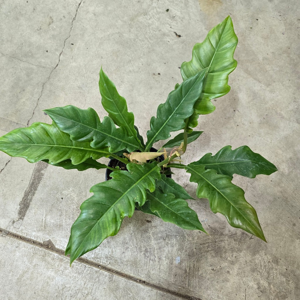 Philodendron narrow - 6.5