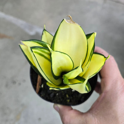Sansevieria hahnii 'Gold  Star' - 4"