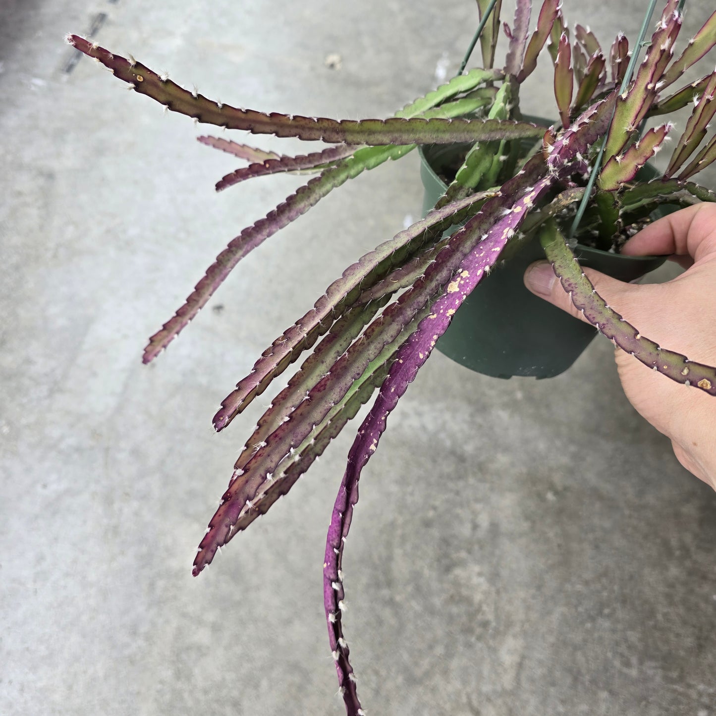 Lepismium cruciforme - 6" (rescue)