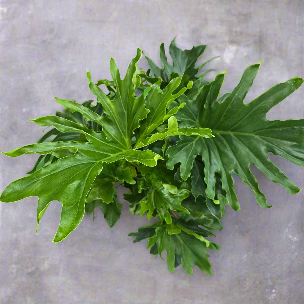 Thaumatophyllum bipinnatifidum - 8"