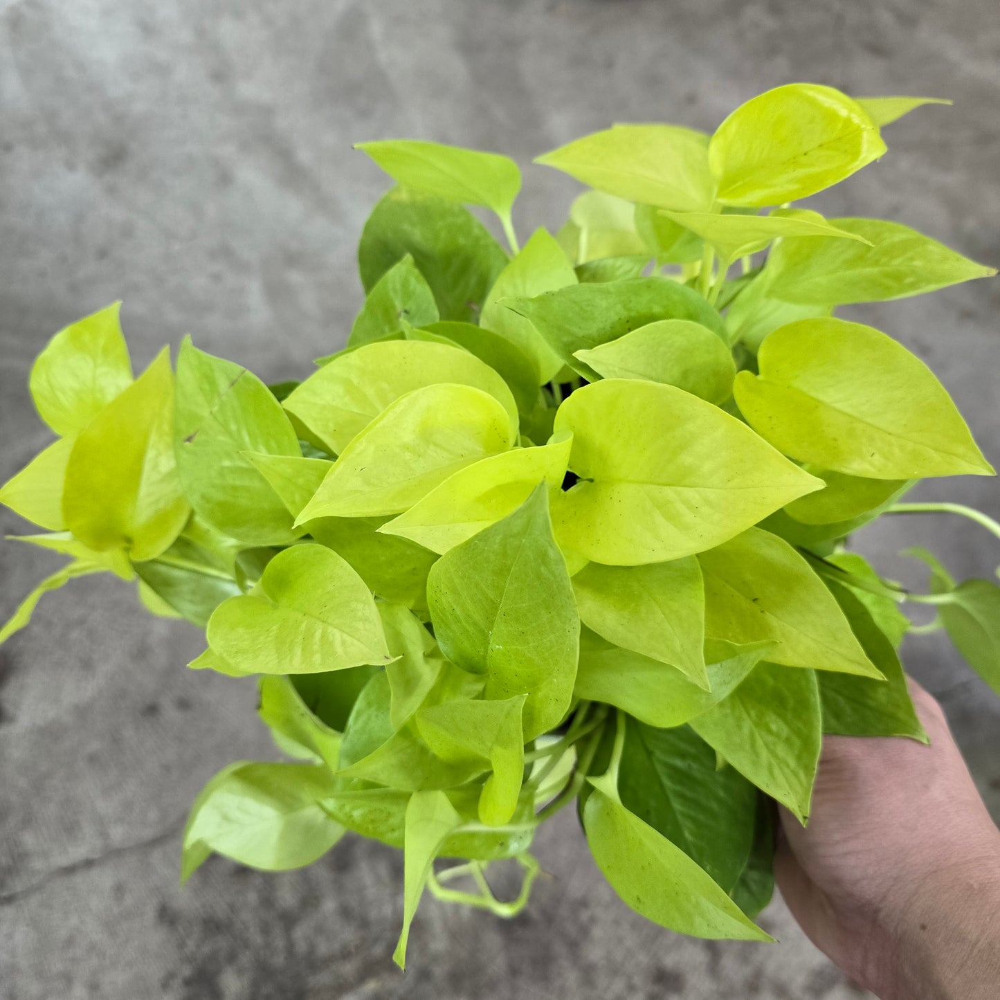 Epipremnum aureum. 'Neon' - 6"