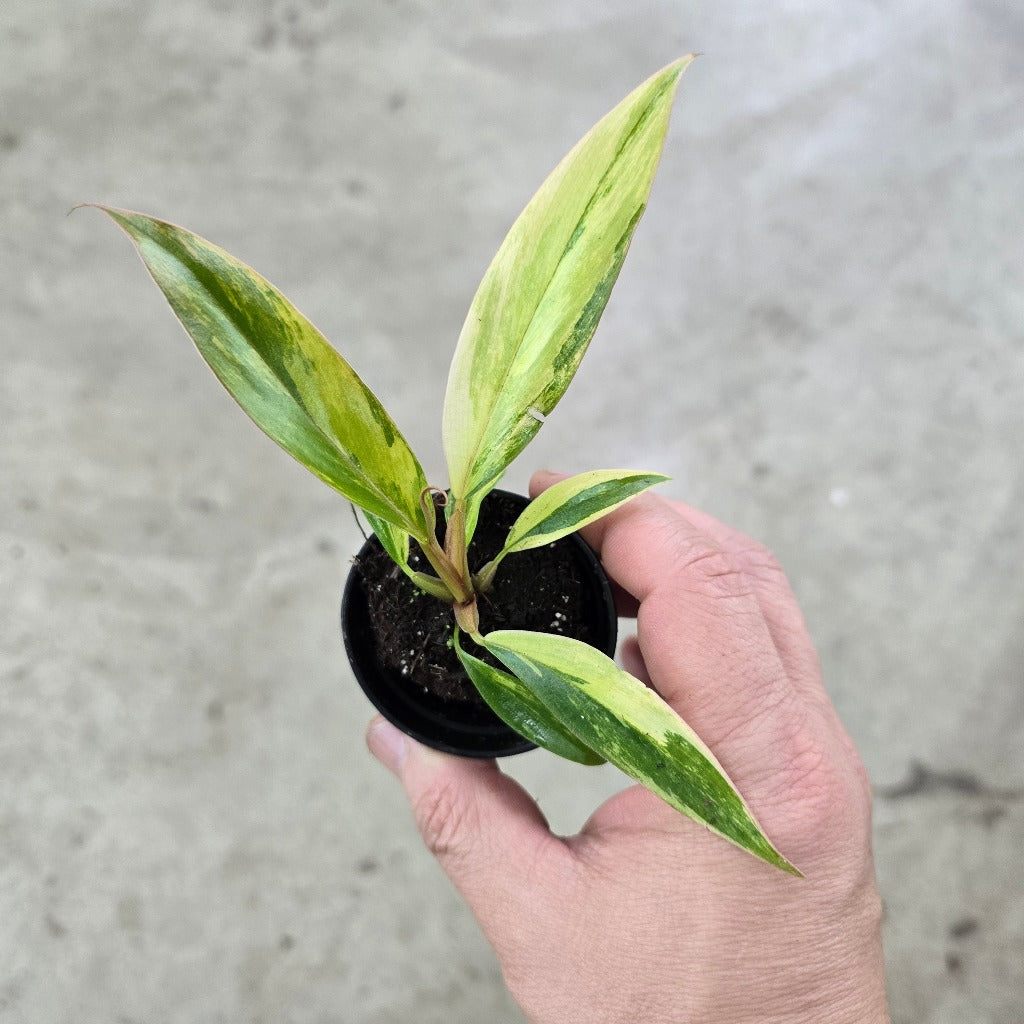 Philodendron 'Caramel  Marble' - 2