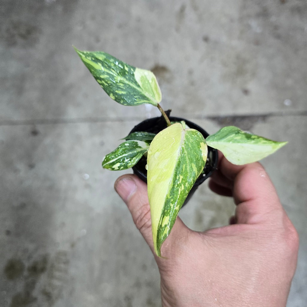 Philodendron gloriosum  'Variegata' -  2