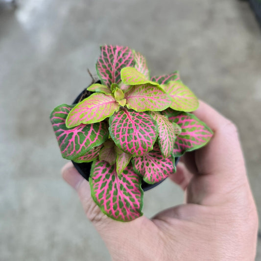 Fittonia albivenis 'Zalm  Ruby Lime'