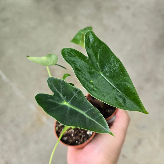 Alocasia assorted - 2"