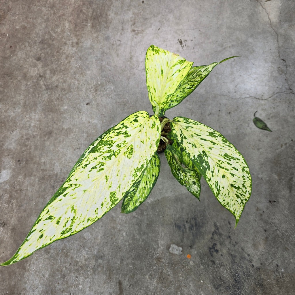 Dieffenbachia 'Star Bright' - 4"