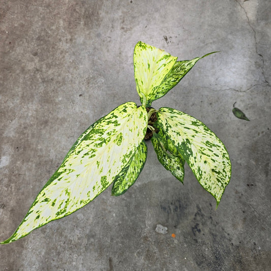 Dieffenbachia 'Star Bright' - 4"