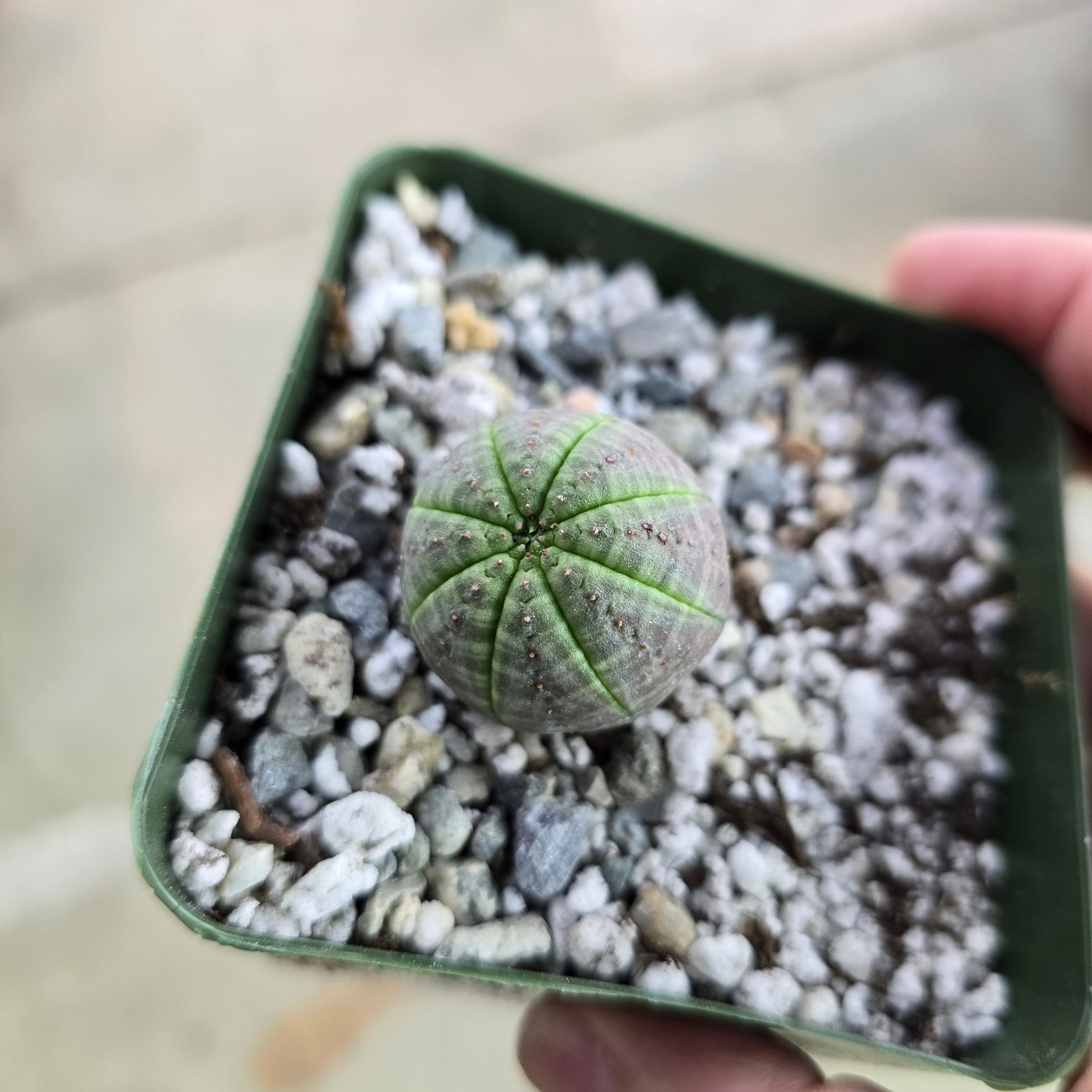 Euphorbia obesa - 4