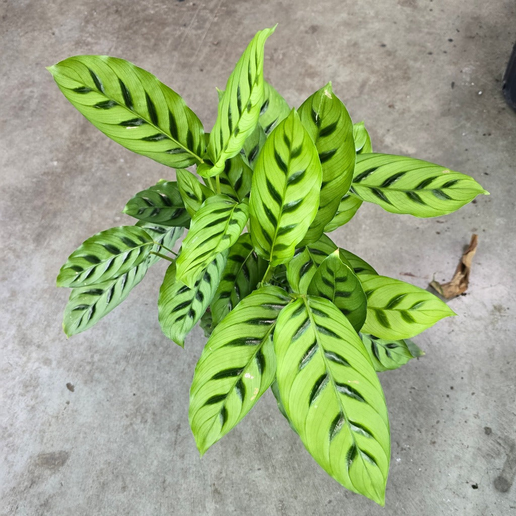 Calathea leopardina - 6