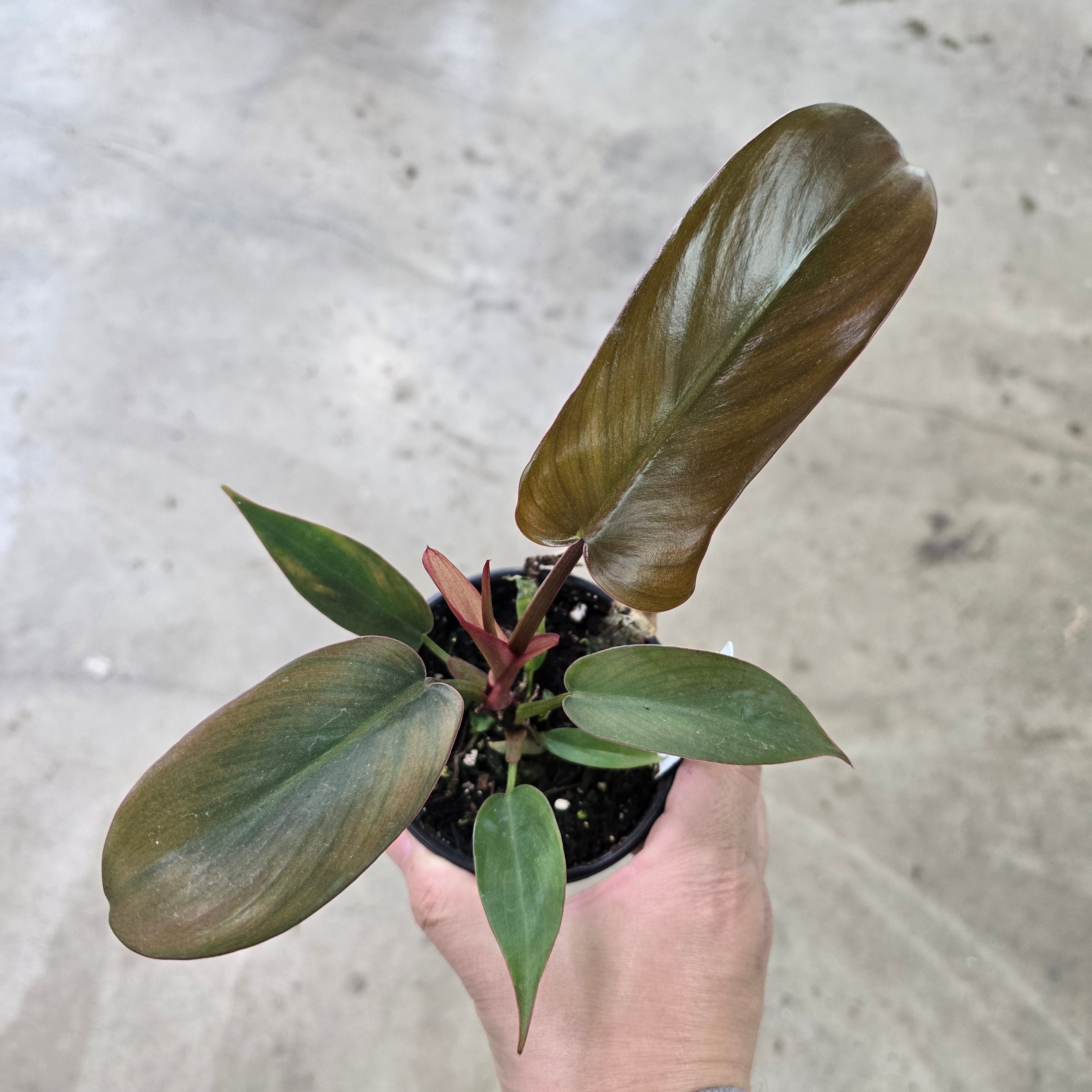 Philodendron 'Florida Bronze' - 4