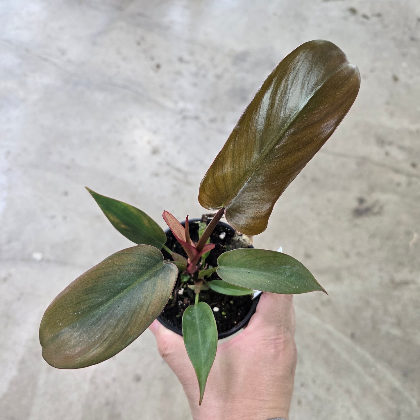 Philodendron 'Florida Bronze' - 4"