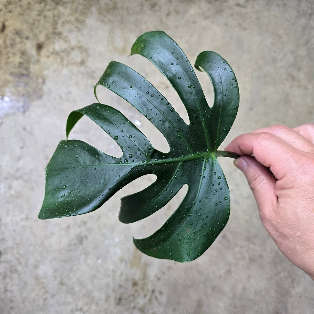 MONSTERA SIERRANA CUTTING