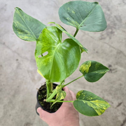 aurea variegated monstera Monstera deliciosa aurea variegated
