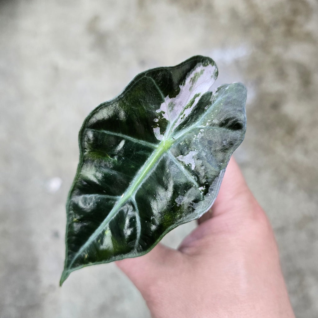 Alocasia amazonica polly 'Pink Mint' - 2