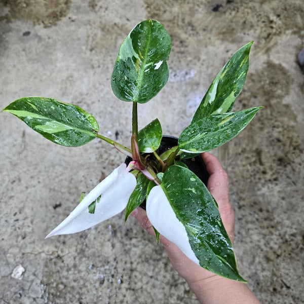 philodendron white princess - pink leaf Philodendron 'White Princess'